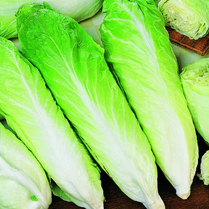 Picture of Organic Chicory Pan Di Zucchero (Sugar Loaf)